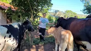 VENDEMOS NOSSAS VACAS! Por que vendemos? Qual valor de vaca leiteira na nossa região? #vacadeleite