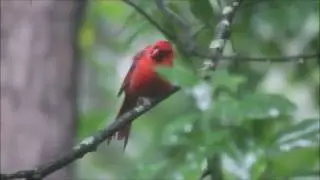 Backyard Wildlife: Birds