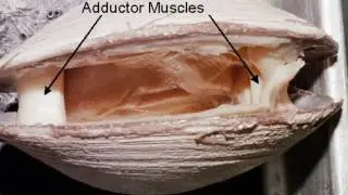 Moluscos Bivalvos