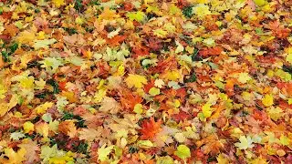 Herbstfoto dynamisch korrigieren mit Gimp!