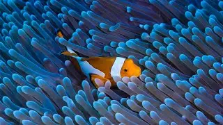 Safari Park Colour Carp Aquarium Fish 2021 || সাফারি পার্ক - গাজীপুর ।।