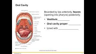 Digestive System Introduction and Histology PART 2