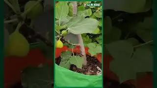 மாடித்தோட்டத்தில் அத்தி மரம் | RK Pattarai Garden Tour | Pasumai Vikatan