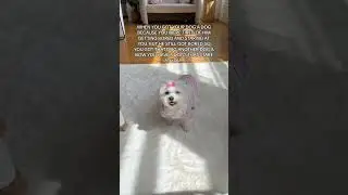 When you got your dog a dog and that dog a dog…🐶🐶🐶 just happy to be there & The Yorkie on beat