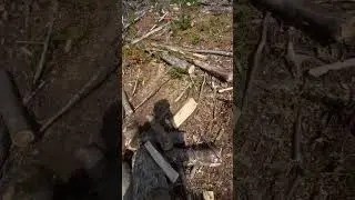 Самая МОЩНАЯ STIHL Magnum881 #штиль#мощнаябензопила#огромнаябензопила