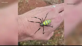 Joro spider research going on in the Midlands