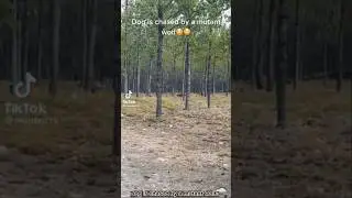 Dire wolf caught on camera 😱