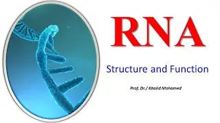 Ribonucleic acid (RNA) structure and function