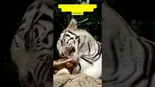 Roar-some Facts About Tigers You Didn't Know: Infotainment Edition #tigers #animals #bigcat #viral