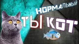 #приколы