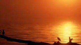 Damien Rice & Lisa Hannigan ( Radio kaydı )
