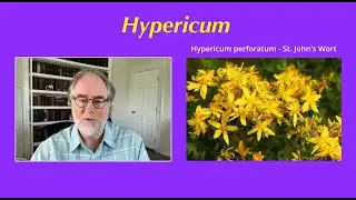 Materia Medica Series #25 Hypericum