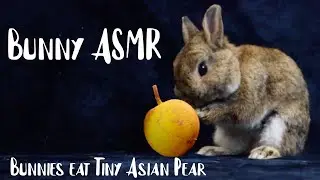 Cute Bunny ASMR: Rabbits Eat Tiny Asian Pear