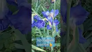 #shortc#синий цветок