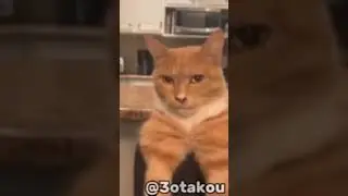 cat mewing🤫☝️ #mewing