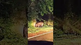 Wild boar encounter in Tuscany@Figline Diaries#Incontroconcinghiali#トスカーナでイノシシに遭遇