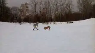 Фризби Вебстайл 2015  Ольга и Барс