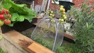 Cucumbers and garden update