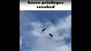 Horse privileges revoked