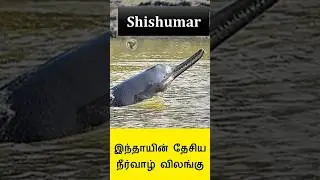 Ganges river Dolphin