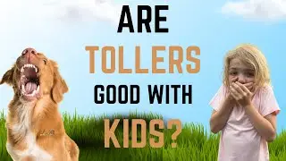 Are Tollers Good With Kids?