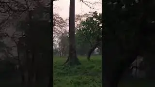 Jaldapara National Park #shorts # nature # travel # adventure # safari #youtube shorts