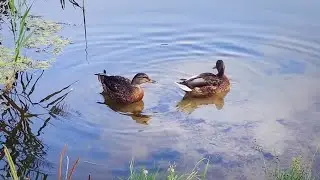 Две #уточки 🦆 кряквы на 🐟 озере - дикие #птицы и #пернатые обитатели водоемов Украины летом 4к