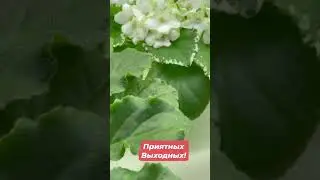 В «Дом Фиалки» всегда Лето!!! 🌺🌺🌺