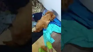 Красивая рыжуля    #собака #dog #dogs