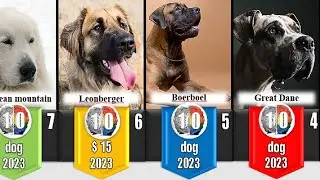 Top 10 big dog breeds [2023]