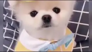 Самое милое видео