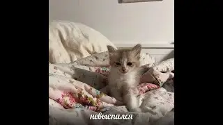 снег