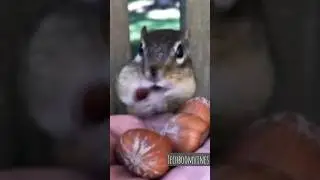 പിന്നെ എപ്പോളെങ്കിലും എടുത്ത് തിന്നാം 😂#shorts #subscribe #animals #animal #dubbing
