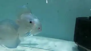 Pure blue diamond Discus Fish