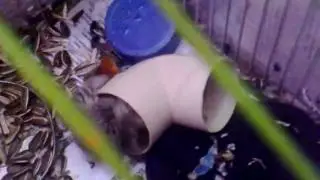 Pelea de ratitas