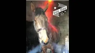 Sweat evaporates from the fact that a demonic horse