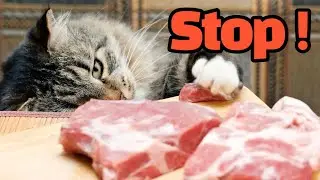 Stop Feeding Raw Meat To Your Cat [Stop Raw Food Diet]