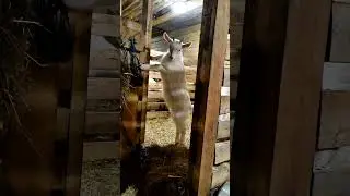Коза-Стрекоза...прошел месяц😃Смотри как выросла👍👍👍