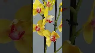 Жёлтое солнышко❤️