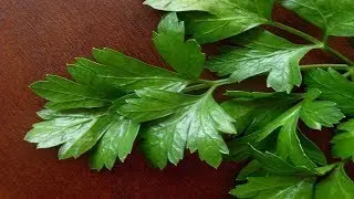 Cómo Tomar Perejil Para Curar Los Riñones De Forma Natural
