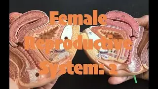 Female Reproductive System: 2