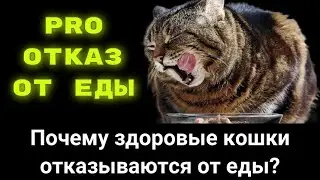 Отказ от еды.Почему здоровые кошки отказываются от еды?
