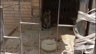 We have been successful in rescuing &freeing the innocent Monkey (langoor) who was locked and caged