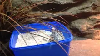 Netted Dragon Won't Lay Eggs