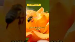 Las abejas no deberían volar #abejas #miel #curiosidades