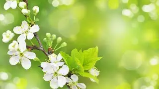 Ты... 🌹  Музыка для души - Сергей Гладких (ANiS - carlsonnd)
