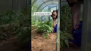 🤯 когда поливать томаты в теплице? 
