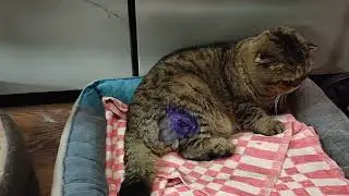 Зевс, которого подрали собаки