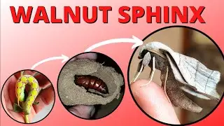 LIFE CYCLE OF WALNUT SPHINX MOTH 🦋 | AMORPHA JUGLANDIS |