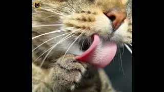 Delicious 💓 | meeowTV